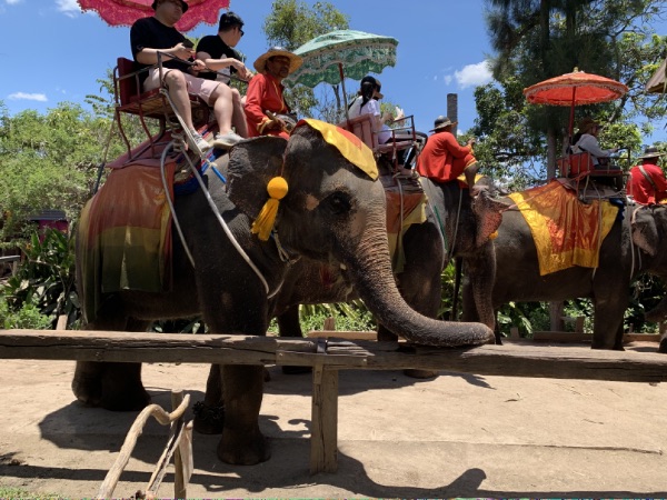 エレファントキャンプでは象に乗れる