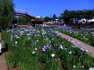 前原あやめ園