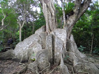 サキシマスオウノキ