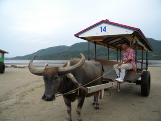 由布島の水牛